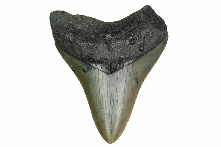 Megalodon Tooth - North Carolina #152937